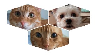 домашние любимцы