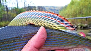 Рыбалка на Горных реках