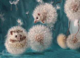 Немного хулиганства и странностей