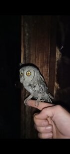 Братья наши меньшие