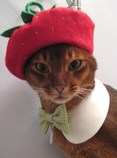 Удивительные и Смешные