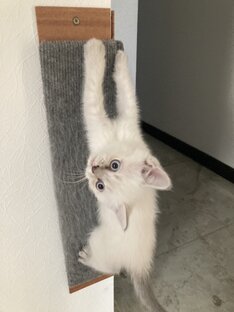 🐈‍⬛ любимые котики😻