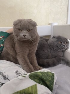Наши котики 
