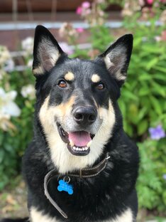 Норд Крисмас Фрост