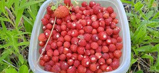 Природа в Тульской области(лес,река,грибы)