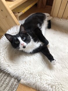 В поисках дома🏡