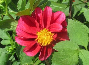 Цветики мои