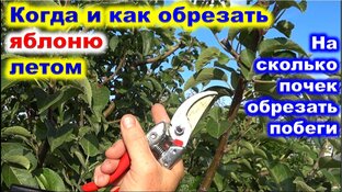 ЯБЛОНИ: обрезка, формировка, уход