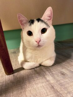 Котохвосты