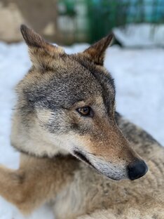 Ласкава 
