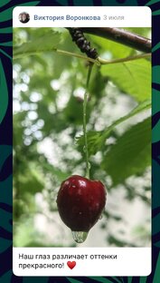 Обрезка плодовых