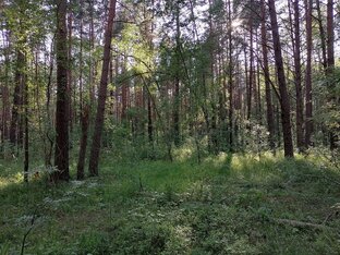 Прогулки в лес