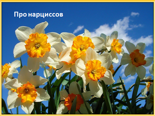Про нарциссов