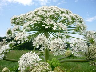 Сорная трава