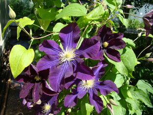 Радость первого цветения