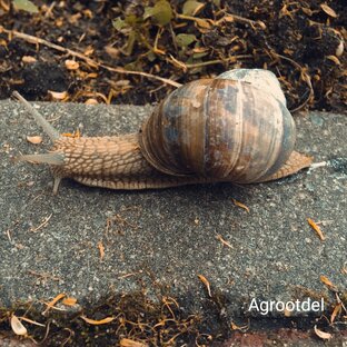 Слизни и улитки