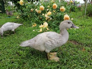 Утиные истории