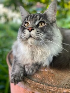 Истории Ковчега