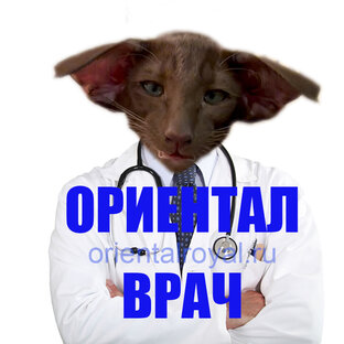 кототерапия