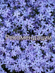 Рекомендации
