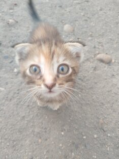 Кошки 