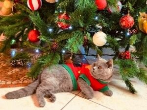 Новогодние рассказы