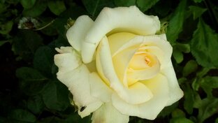 Кому за 40лет