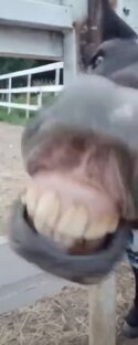 Шутошное видео😂