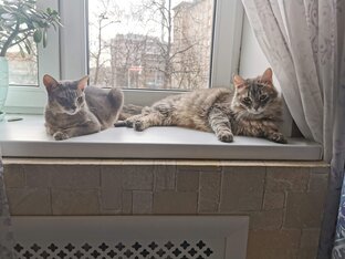 Кошачие истории