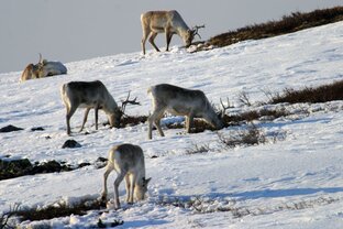 Мурманская область 