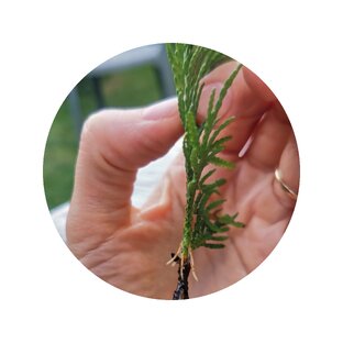 Черенкуем и сохраняем саженцы