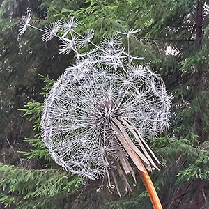 Одуванчики из металла