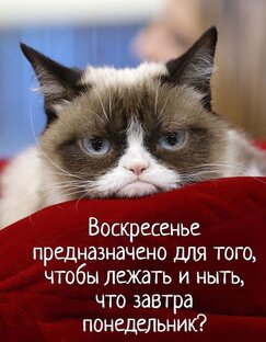 Юмор 