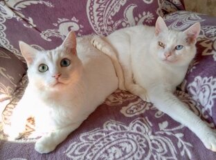 Дружба кошек