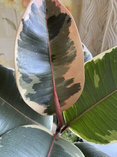 Растения 🌱 