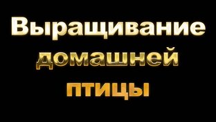 Выращивание домашней птицы