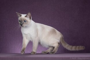 ТАЙСКАЯ КОШКА ЦЕЛЕСТИНА ТАЙСКАЯ ЛЕГЕНДА и ЕЁ КОТЯТА