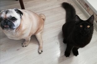 Дневник Курочки и Барни 🐱🐶