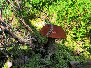 Подосиновики