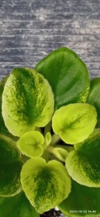 Сортовые особенности. Стандарты, трейлеры, пестролистники и т.д.