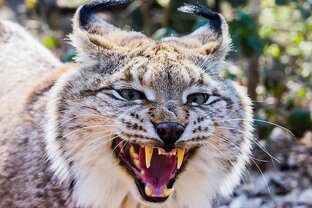 Самооборона "Ориннтир"