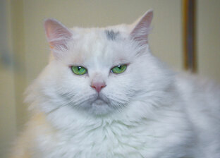 Котик зарабатывает 