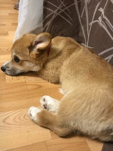 Щенок корги