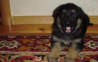 Наш ДЖЕК