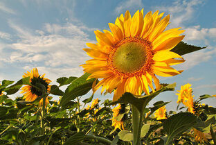 Фотографии природы Сибири