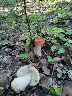 Тихая охота