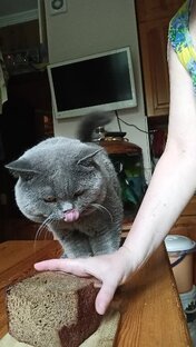 Смешные котики