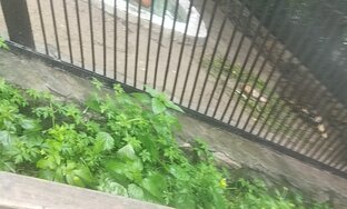 Животные Новосибирского зоопарка