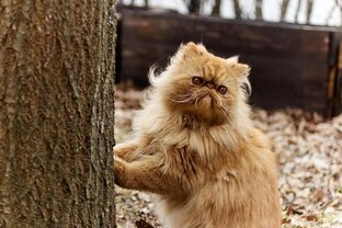 Василий Алибабаевич
