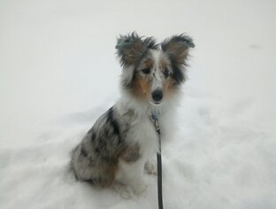 Дрессировка щенков